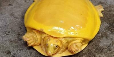 В Индии нашли редкую черепаху-альбиноса. Она похожа на плавленый сыр — фото