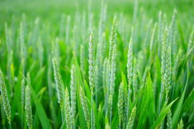 Медики: Сок ростков пшеницы сохраняет здоровье ЖКТ и защищает организм человека от рака