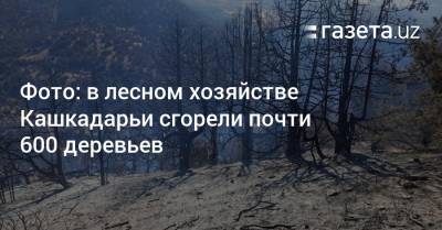 Фото: в лесном хозяйстве Кашкадарьи сгорели почти 600 деревьев