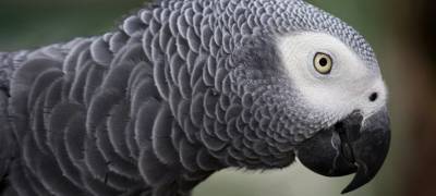 Говорящий попугай спас хозяина от смерти