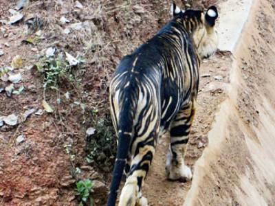 В Индии заметили редчайшего черного тигра