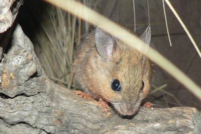 Обнаружены древнейшие дружелюбные мыши - Cursorinfo: главные новости Израиля