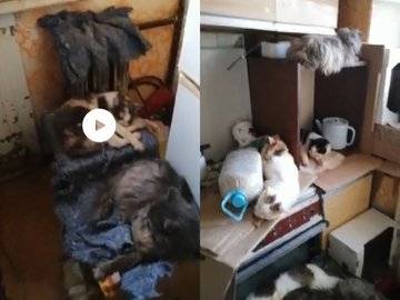 В Уфе пожилая женщина превратила жизнь уличных кошек в ад