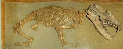В Африке обнаружили останки «утконосого» динозавра