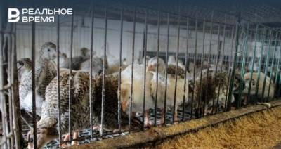 В Татарстане предложили фермерам застраховать свое поголовье животных с господдержкой 50%
