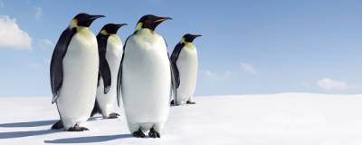 Ученые разделили субантарктических пингвинов на четыре разных вида