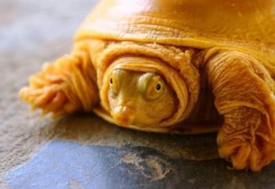 В Индии обнаружили редкую черепаху-альбиноса (фото)