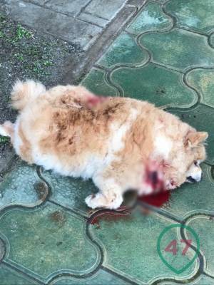 Под Новым Токсово неизвестные прямо во дворе частного дома застрелили собаку