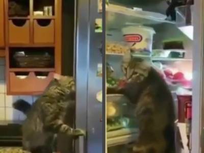 Кот ограбил холодильник на глазах у хозяев