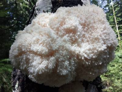Петербуржец показал самые необычные грибы, найденные в лесах Ленобласти