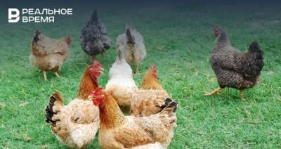 В Татарстане проведут отчуждение животных в двух хозяйствах, где нашли птичий грипп
