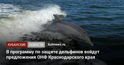 В программу по защите дельфинов войдут предложения ОНФ Краснодарского края