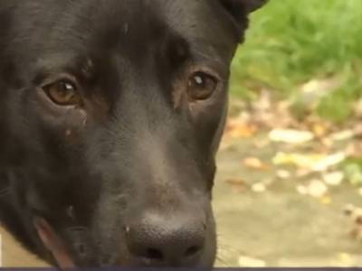 В Киеве трое мужчин издевались над черным псом