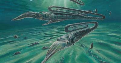 Древние кальмары, похожие на гигантские скрепки, жили по 200 лет