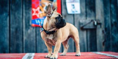 Собака победила на выборах мэра города Рэббит-Хэш в США