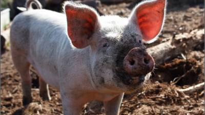 Свиная ярость: животное убило и съело своего хозяина