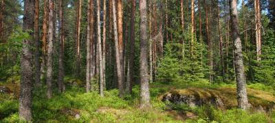 Федеральный центр намерен вернуть себе лесной надзор
