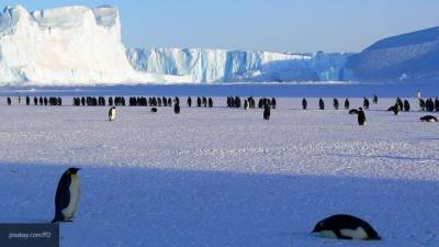 Ученые предложили новую классификацию субантарктических пингвинов