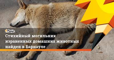 Стихийный могильник израненных домашних животных найден в Барнауле