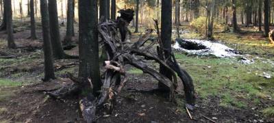 Власти Петрозаводска обнаружили опасные деревья в парке "Беличий остров"