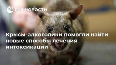 Крысы-алкоголики помогли найти новые способы лечения интоксикации