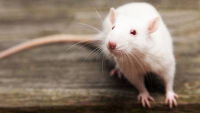 Крысы-алкоголики помогли найти новые способы борьбы с интоксикацией