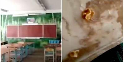 «Вот что значит «ДНР»: ученики школы в оккупированном Донецке жалуются на грибы, растущие прямо в помещении — видео
