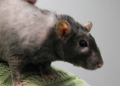 Крысы-алкоголики помогли ученым обнаружить новые методы лечения интоксикации