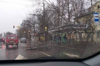 В Ярославле дерево упало на остановку с горожанами