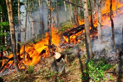 В Бурятии уменьшилась площадь лесных пожаров