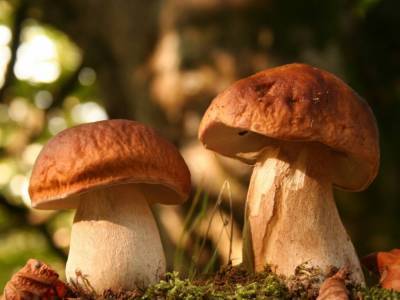 В Одесской области за четыре дня грибами отравились 35 человек