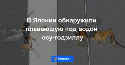 В Японии обнаружили плавающую под водой осу-годзиллу