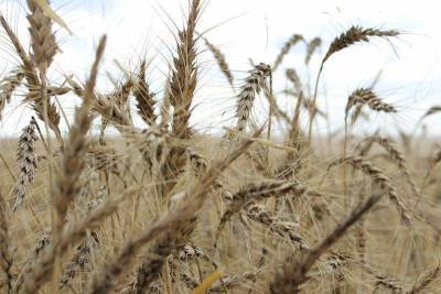 Украина собрала 54,4 млн т зерна с 89% площадей