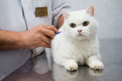 Россельхознадзор рассказал о самочувствии кошек и собак, привитых от коронавируса