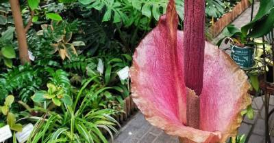 В Ботаническом саду БФУ им. И. Канта зацвело одно из самых неприятно пахнущих растений
