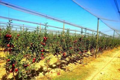На Ставрополье разобьют новые сады и виноградники