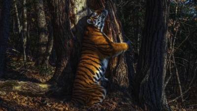 Момент, когда тигр обнимает дерево, попал на видео.