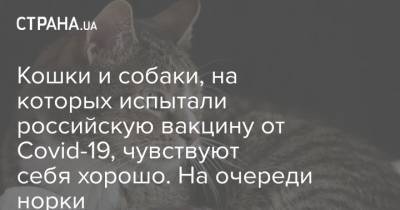 Кошки и собаки, на которых испытали российскую вакцину от Covid-19, чувствуют себя хорошо. На очереди норки