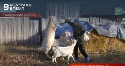 Жительница Елабужского района РТ дрессирует коз — видео