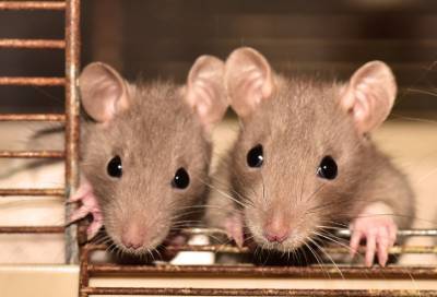 Крысы-алкоголики помогут зависимым людям