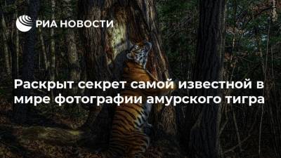 Раскрыт секрет самой известной в мире фотографии амурского тигра