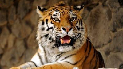 Сергей Горшков - Как была сделана самая известная фотография амурского тигра? - 5-tv.ru - Россия