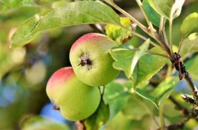 Профессиональные садоводы рассказали о главных преимуществах посадки карликовых яблонь