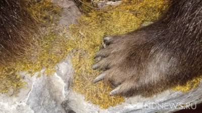 В Нижнем Тагиле застрелили медведя, который разрыл могилу и съел покойника