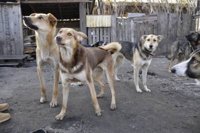 Жители Ульяновска могут помочь бездомным животным