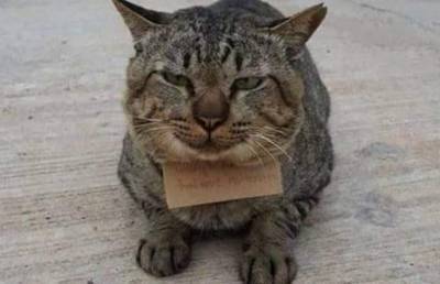 В Таиланде кот на три дня ушел из дома, а вернулся с долгами для хозяина