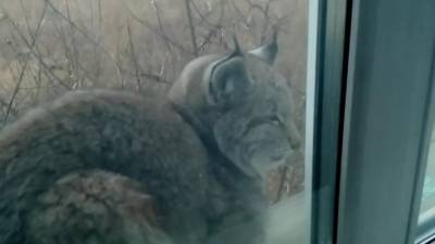 Житель Забайкалья обнаружил на окне своего дома юную рысь. Видео