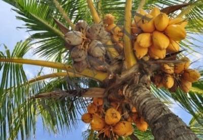 В Индонезии студентам разрешили оплачивать учебу кокосами и листьями