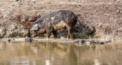 "Всеядные" свиньи в Карабахе так и останутся в дикой природе - Айрапетян
