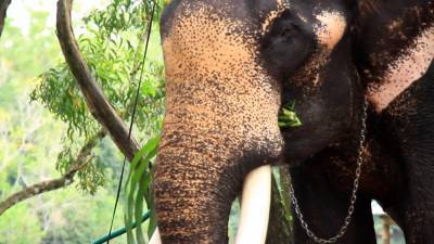 Слон в Индии может попасть в Книгу рекордов Гиннесса как старейший в мире.